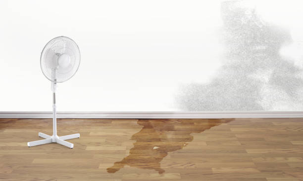 Best Carpet water damage restoration  in Cutchogue, NY